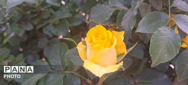 گل‌های زیبای بهاری