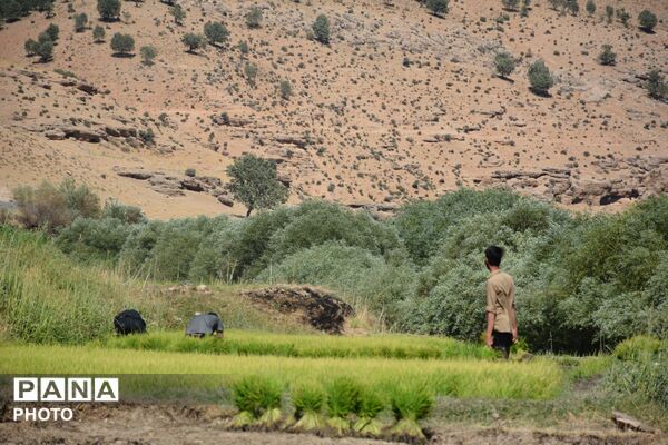 آغاز فصل تولکی در شالیزارهای روستای پلبریده
