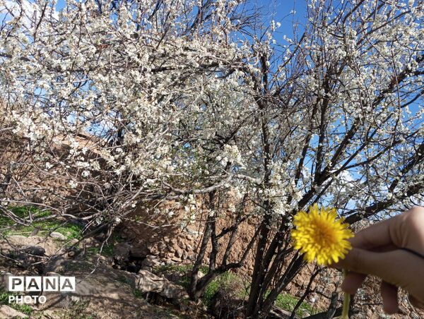 شکوفه دادن درختان روستای فیروزه