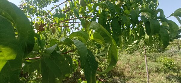 آغاز فصل چیدن؛ باغ‌های جلگه رخ میزبان میوه‌های تابستانی 