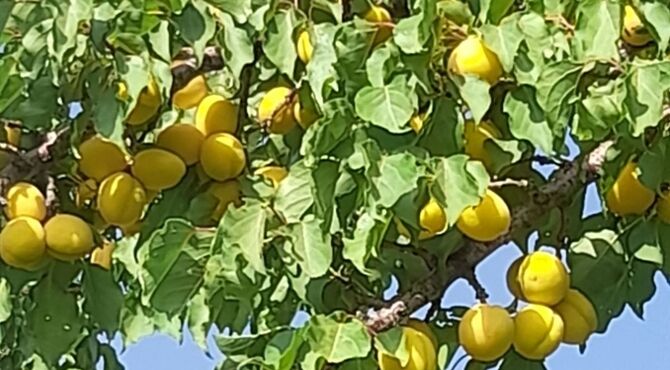 ضیافت میوه های تابستانی