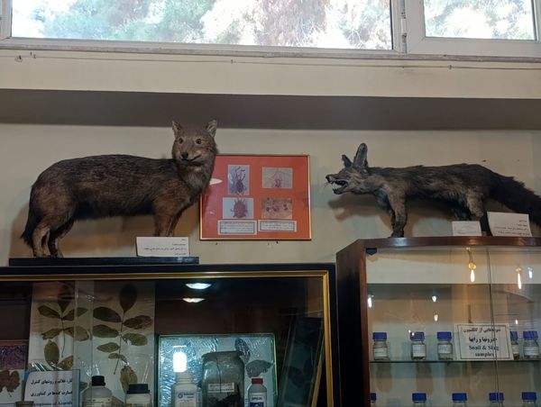 بازدید گروهی محور کشاورزی ، دامپروری ، شیلات از موسسه تحقیقات گیاه پزشکی کشور