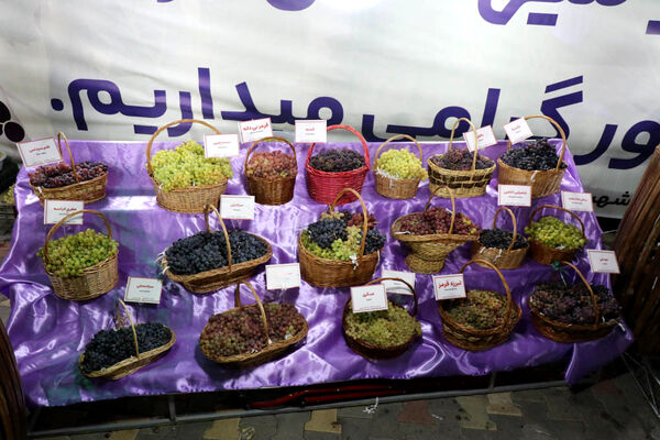 هشتمین جشنواره انگور ارومیه