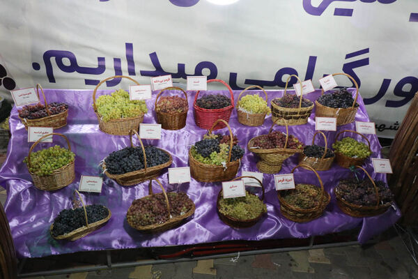 هشتمین جشنواره انگور ارومیه