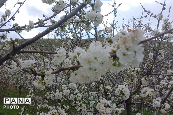 شکوفه‌های بهاری استان خراسان شمالی 