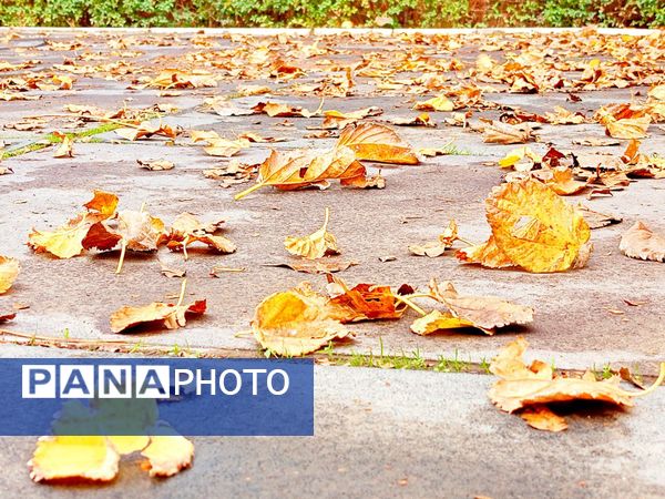 کاشمر در برگریزان پاییز