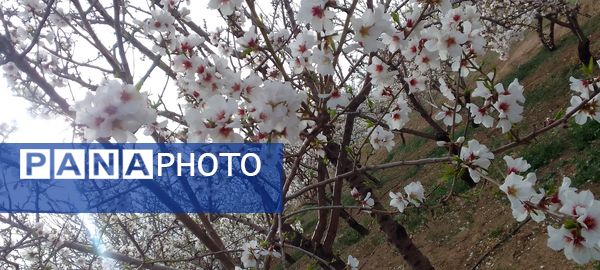 شکوفه‌ها در فصل بهار