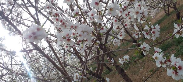 شکوفه‌ها در فصل بهار