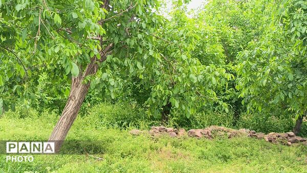 طبیعت در دل روستای برزنون،حال و هوای این دیار از قاب پانا