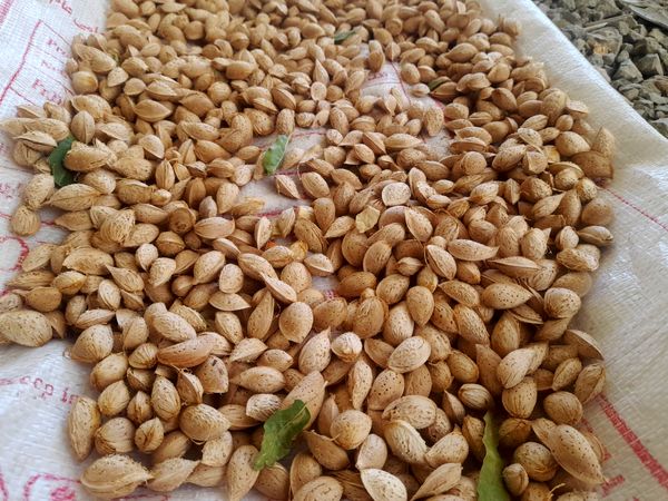 مارکده، سرزمین طلایی بادام و گردو؛ گنجینه‌ای از طعم و سنت در دل سامان