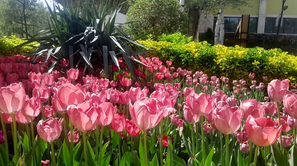 جلوه‌گری رنگ‌ها در دل بهار در یازدهمین جشنواره لاله‌ها در پارک چمران کرج