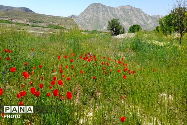 آلبوم تصویری از طبیعت زیبای شهر بار در اردیبهشت‌ماه  ۱۴۰۵ـ۲