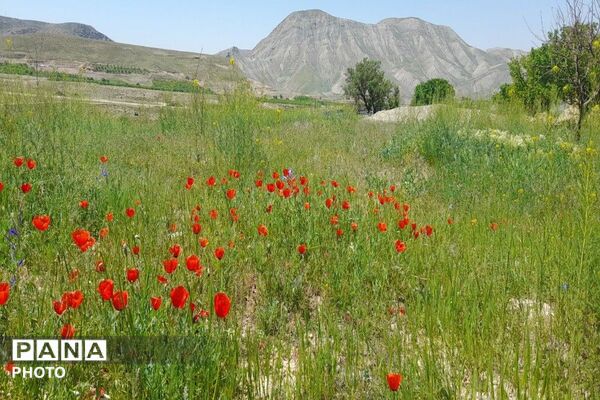 آلبوم تصویری از طبیعت زیبای شهر بار در اردیبهشت‌ماه  ۱۴۰۵ـ۲
