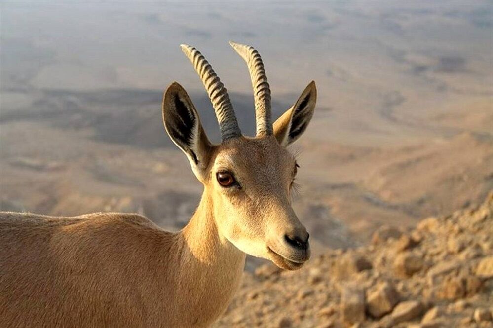شمارش معکوس برای بقا در حیاتِ وحش