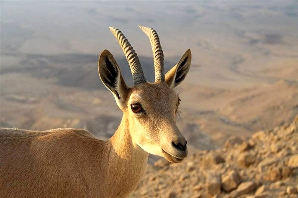 شمارش معکوس برای بقا در حیاتِ وحش