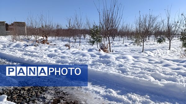 منظره زیبای برف پاییزی در باغات شهرستان نیشابور 