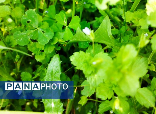 روستای شلیل نگین سرسبزی در دل کوه‌های میانکوه