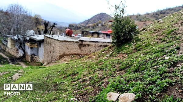 میانکوه شاهد فصل رویش گیاهان
