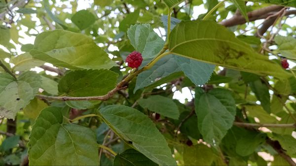 میوه‌های رنگارنگ در لردگان 