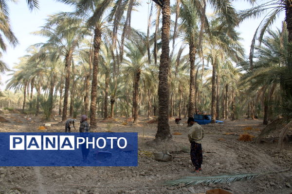 برداشت خرما در منطقه آبپخش