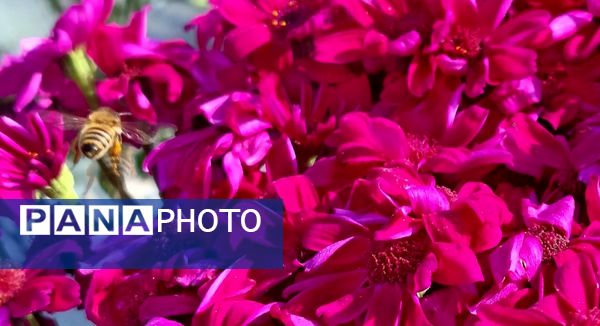  بازار منطقه ۱۸ با حال و هوای بهار نوروزی 