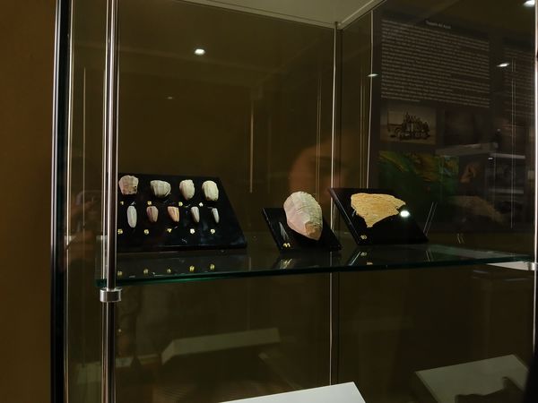 بازدید دانش آموز خبرنگاران پانا از موزه ی ملی ایران