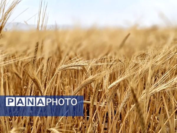 بازدید از مراکز خرید گندم در شهرستان فاروج