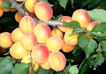 برداشت زردآلو از باغات شهر سورمق