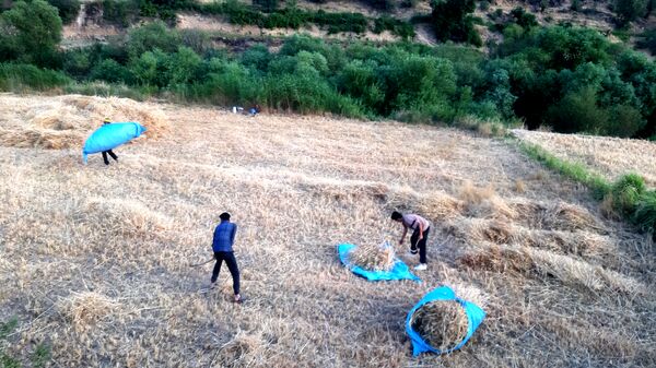 برداشت گندم در روستای بیدله