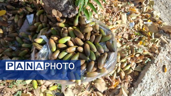 سومین اردوی تمشک کهگیلویه‌ و بویراحمد