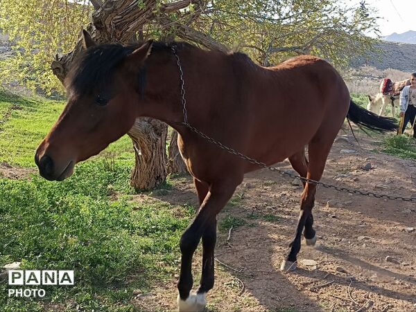 بهار در دامان طبیعت کاشمر؛ تصاویری دیدنی از کوه ها، شکوفه‌ها و سبزی فروردین