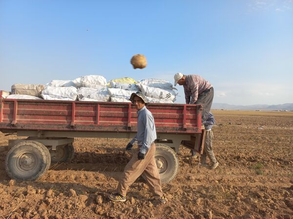 برداشت محصول سیب زمینی در روستای داغیان