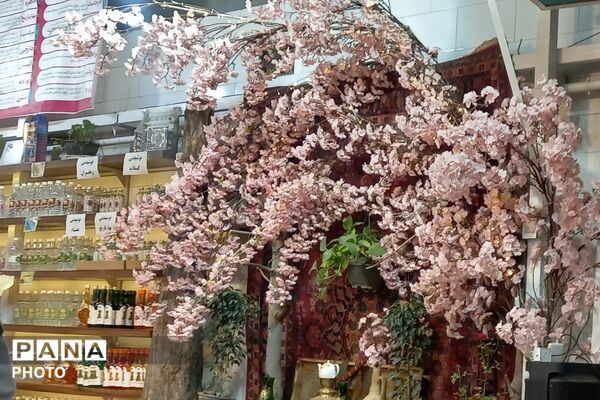 آغاز سمفونی گل و گلاب در مهد گل محمدی