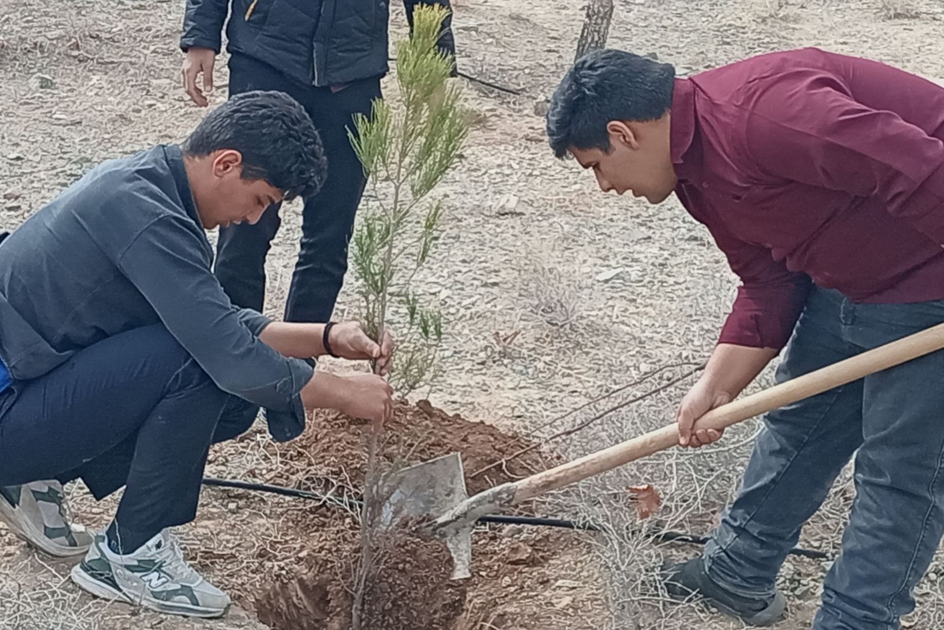 کاشت درخت در کاشمر