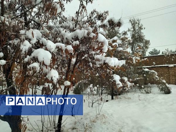 بارش برف در شهرستان تربت جام