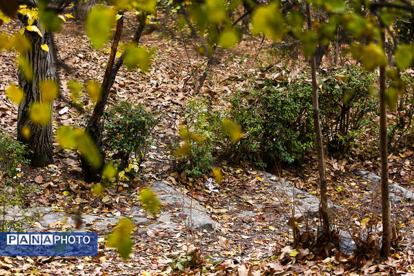 پاییز خیال انگیز در پارک جمشیدیه