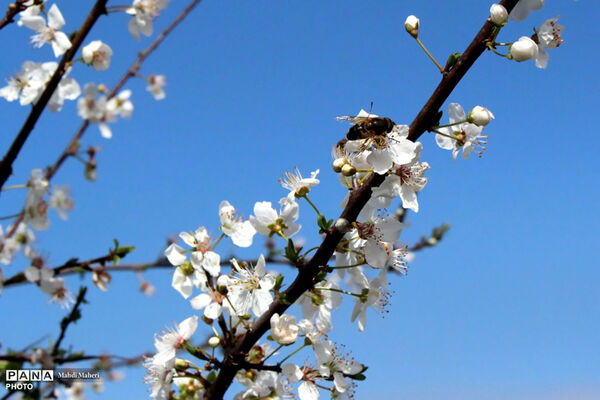 شکوفه‌های بهاری 