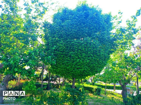  بزرگترین پارک خطی شرق کشور سرسبز تر از همیشه