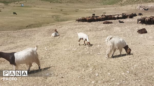 زندگی عشایری مردم شهر بار در کوه های بینالود