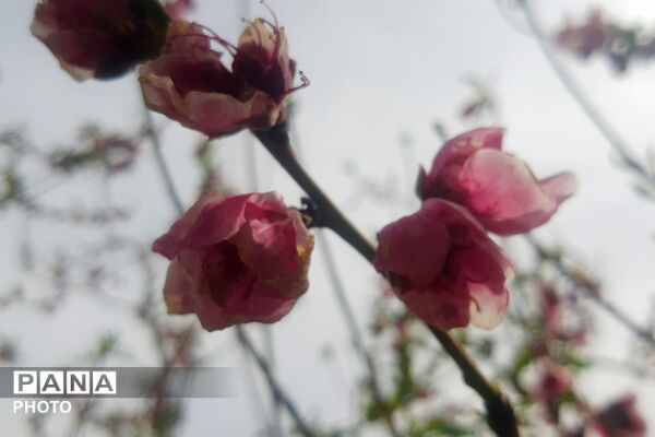 طبیعت روستای بیدله به هنگام بهار