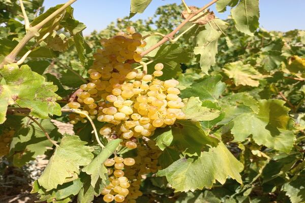آغاز فصل برداشت انگور از باغات روستای گزکوه فاروج