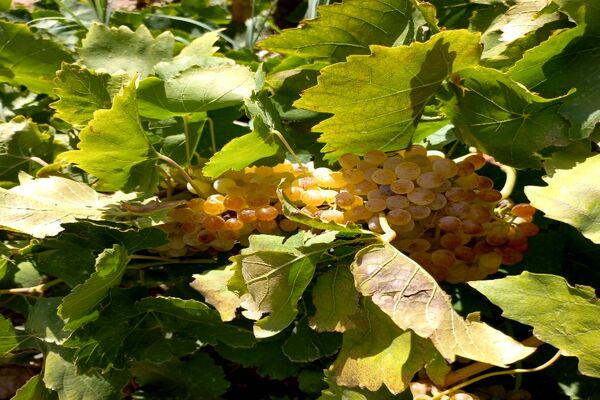 آغاز فصل برداشت انگور از باغات روستای گزکوه فاروج