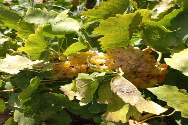 آغاز فصل برداشت انگور از باغات روستای گزکوه فاروج