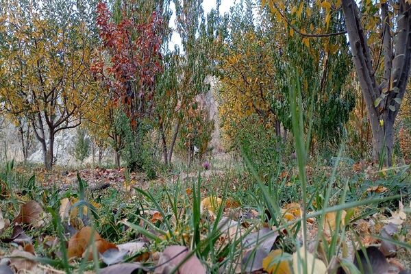 تصاویر زیبا از پاییز رنگارنگ در شهر دار السادات بار نیشابور 