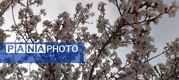 شکوفه‌ها در فصل بهار