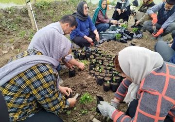 تمرین همدلی آملی‌ها با پرورش نهال نارنج