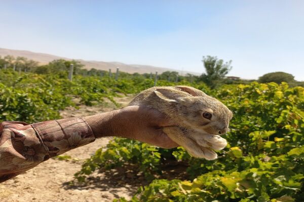 آغاز فصل برداشت انگور از باغات روستای گزکوه فاروج