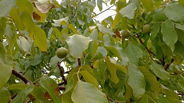 اولین بارش تابستانه در روستای کینک