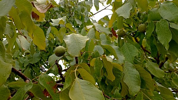 اولین بارش تابستانه در روستای کینک