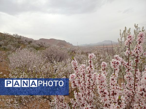 شکوفه‌ درختان، آمدن بهار را مژده می‌‌دهند
